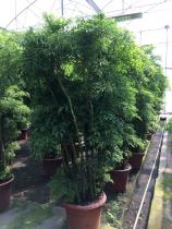 羽叶福禄禄桐