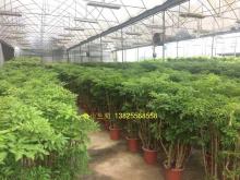 羽叶福禄禄桐