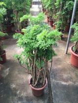 羽叶福禄禄桐
