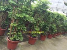 羽叶福禄禄桐