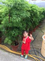 羽叶福禄禄桐